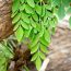 Moringa Benefits – The Miracle Tree